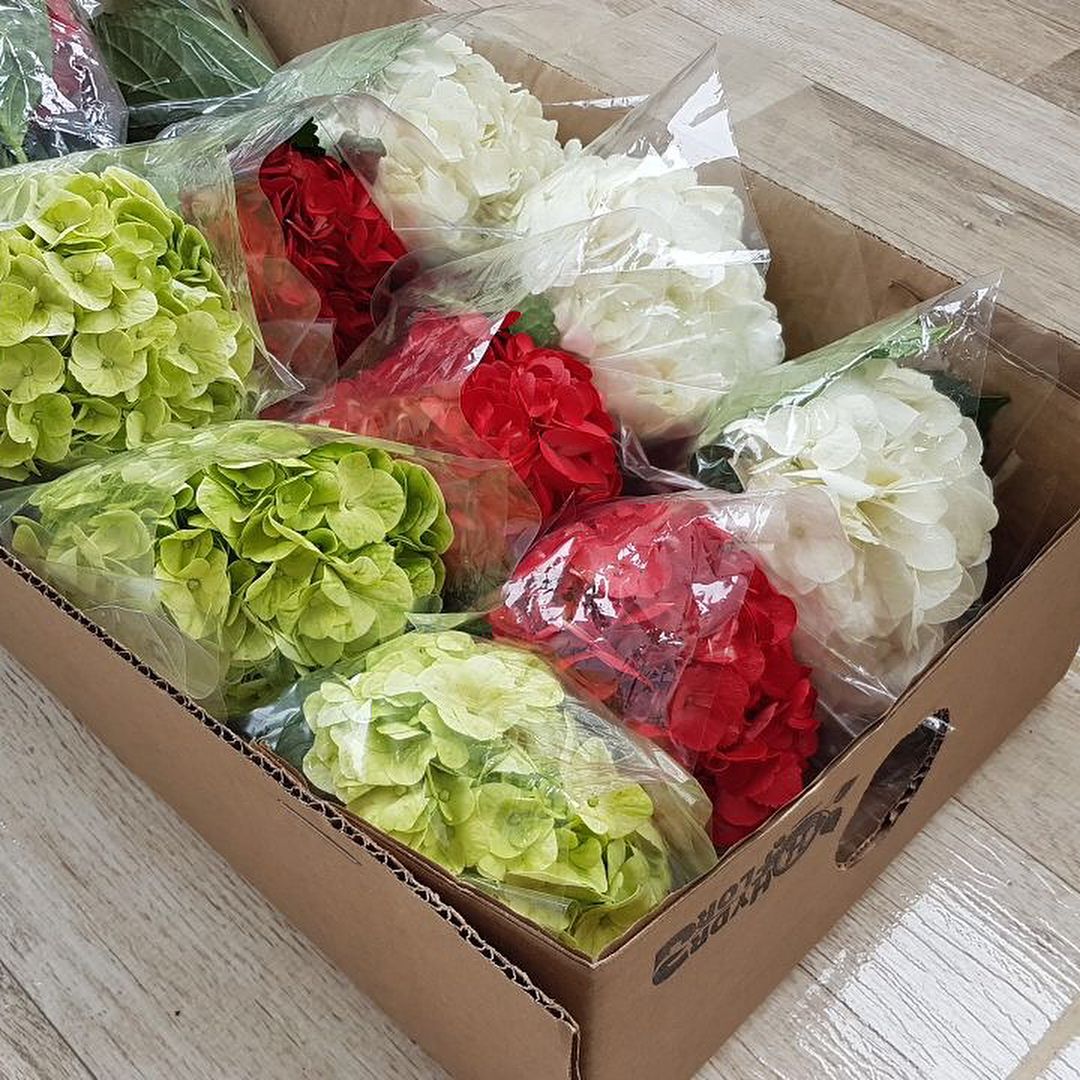 Van VLIET Import Van VLIET Flower Group