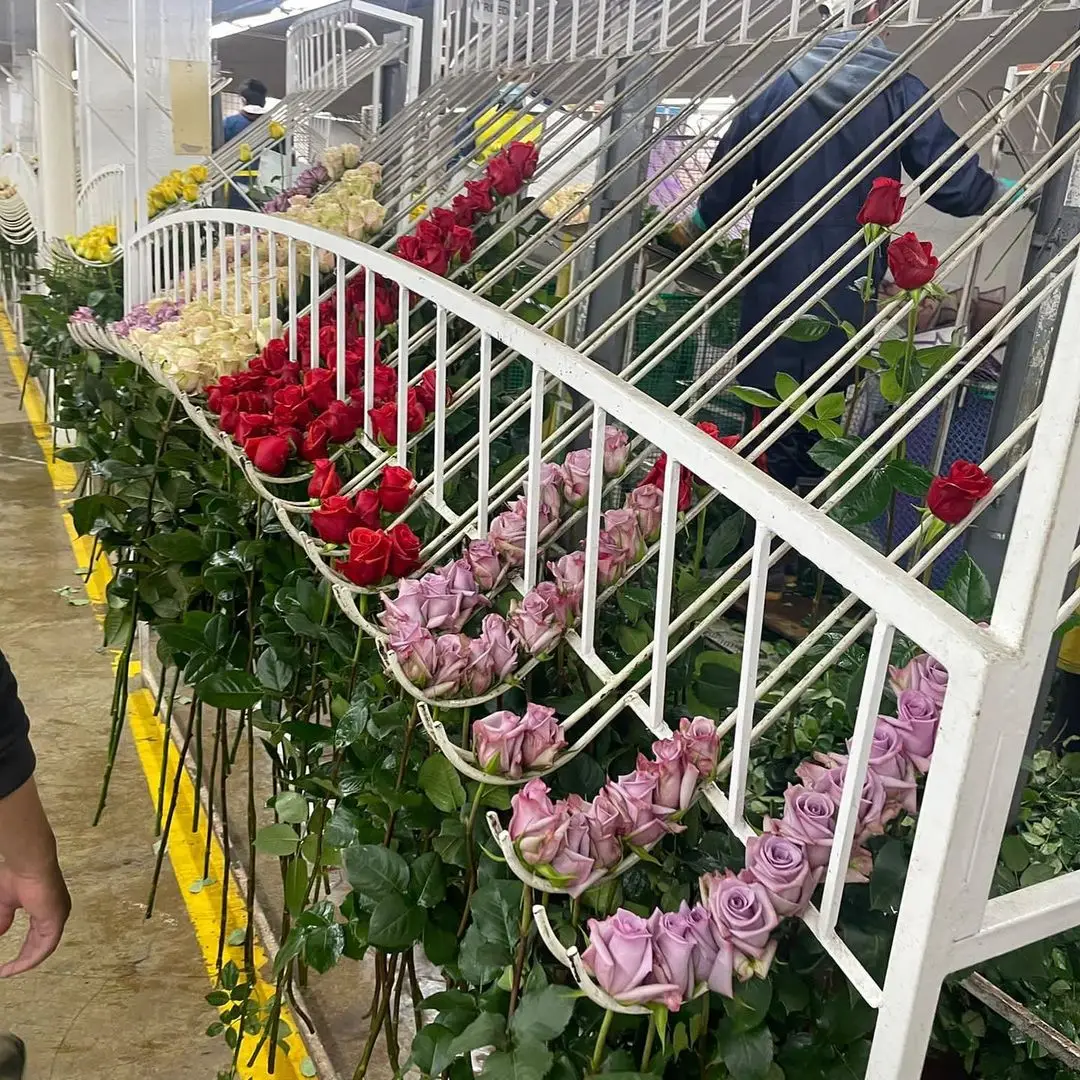 Van VLIET Import Van VLIET Flower Group