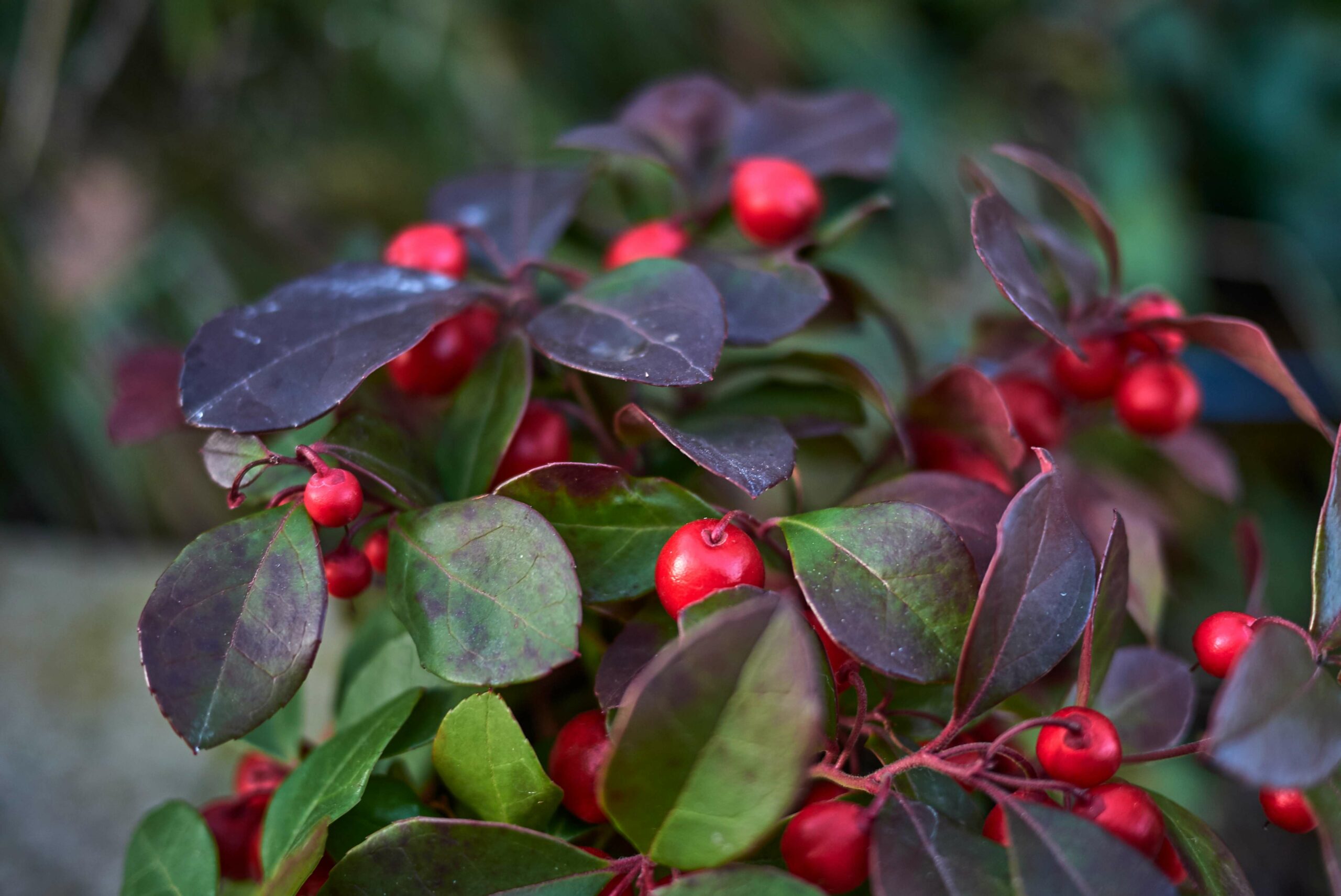 Gaultheria