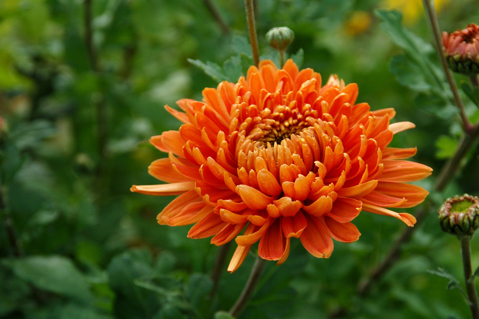 Large-flowered chrysanthemums
