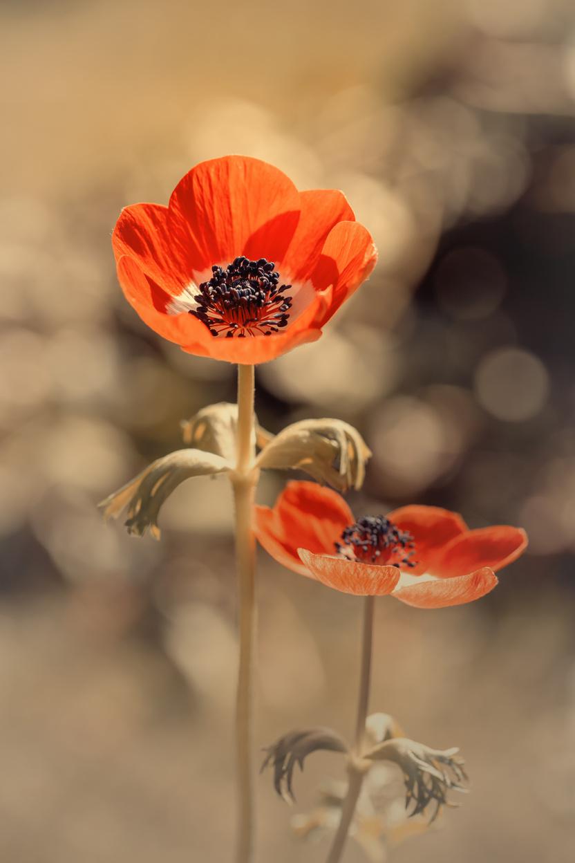 Anemones