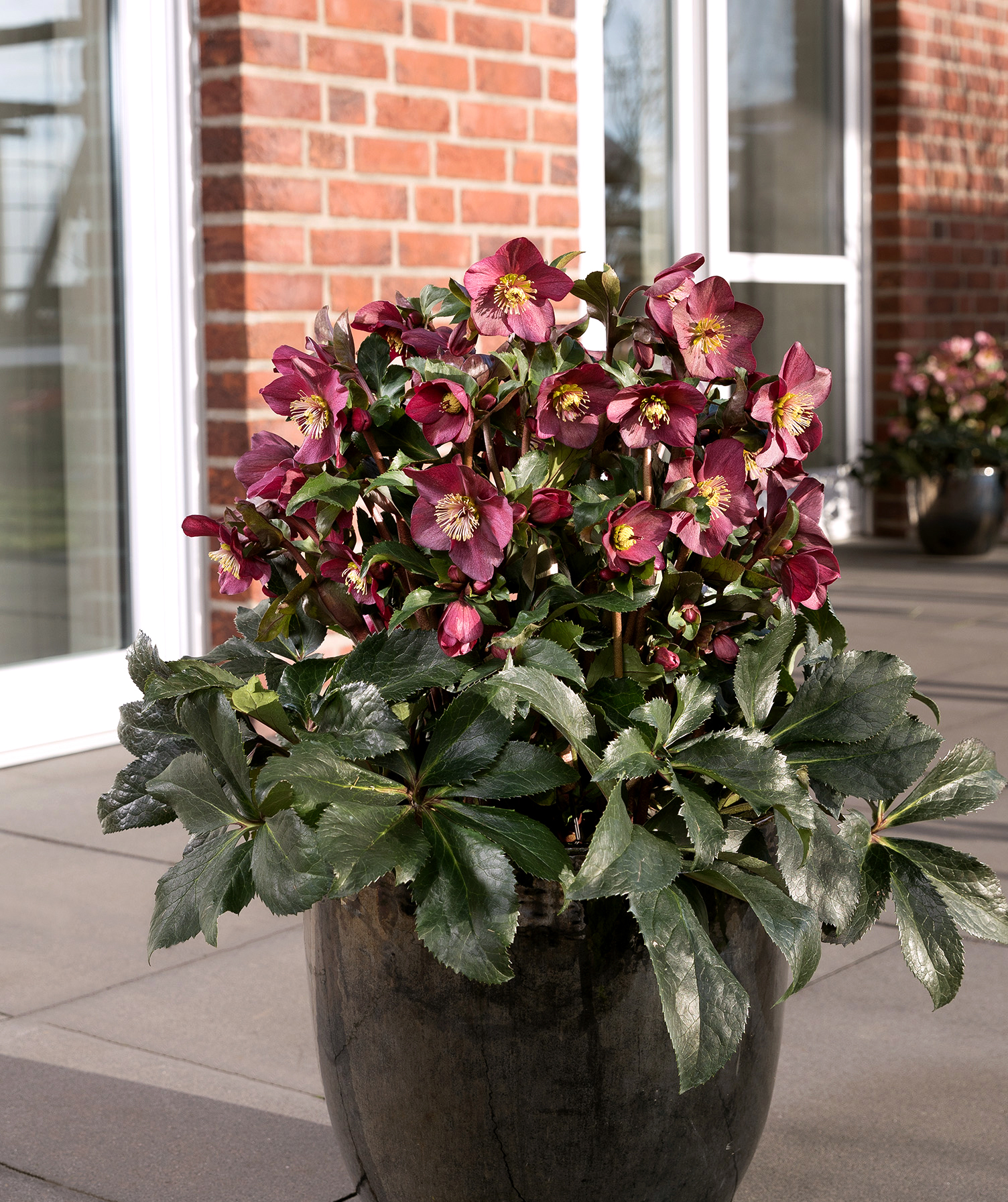 Helleborus