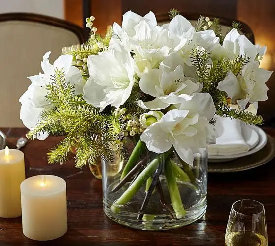 Hippeastrum