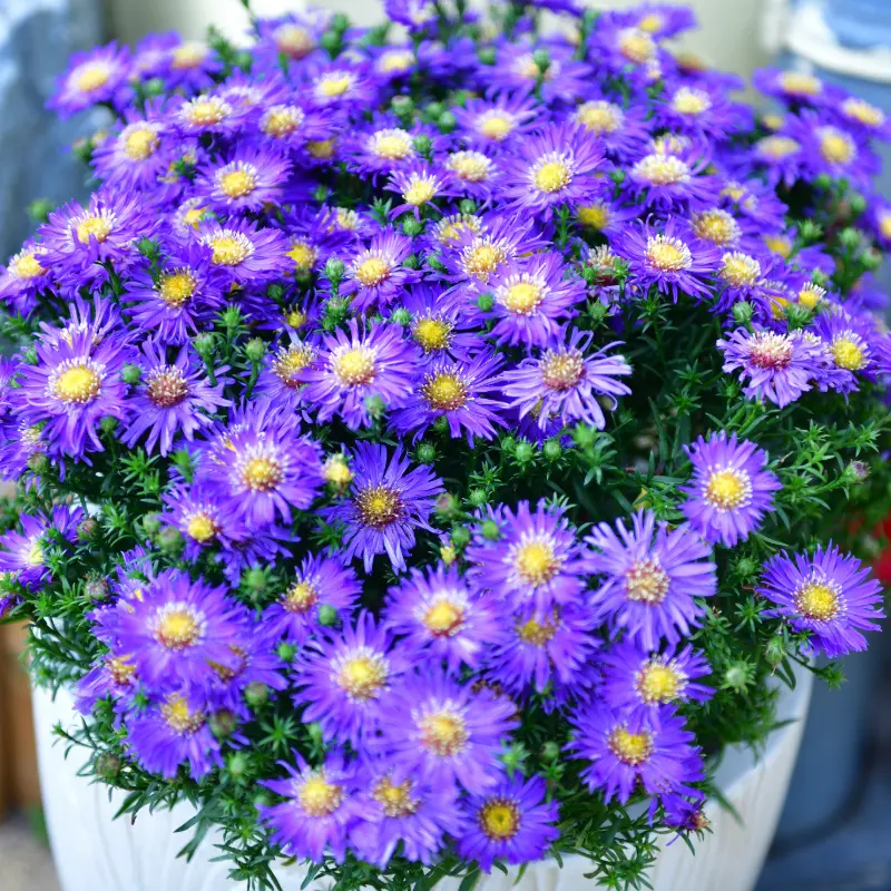Aster