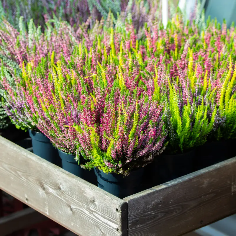 Calluna