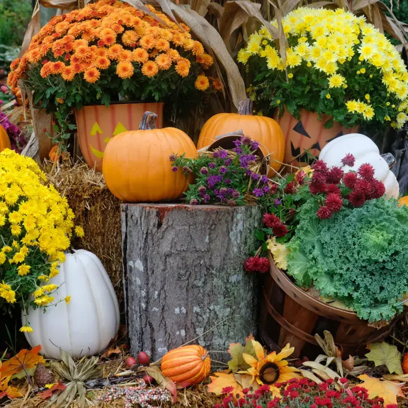 Halloween Plants